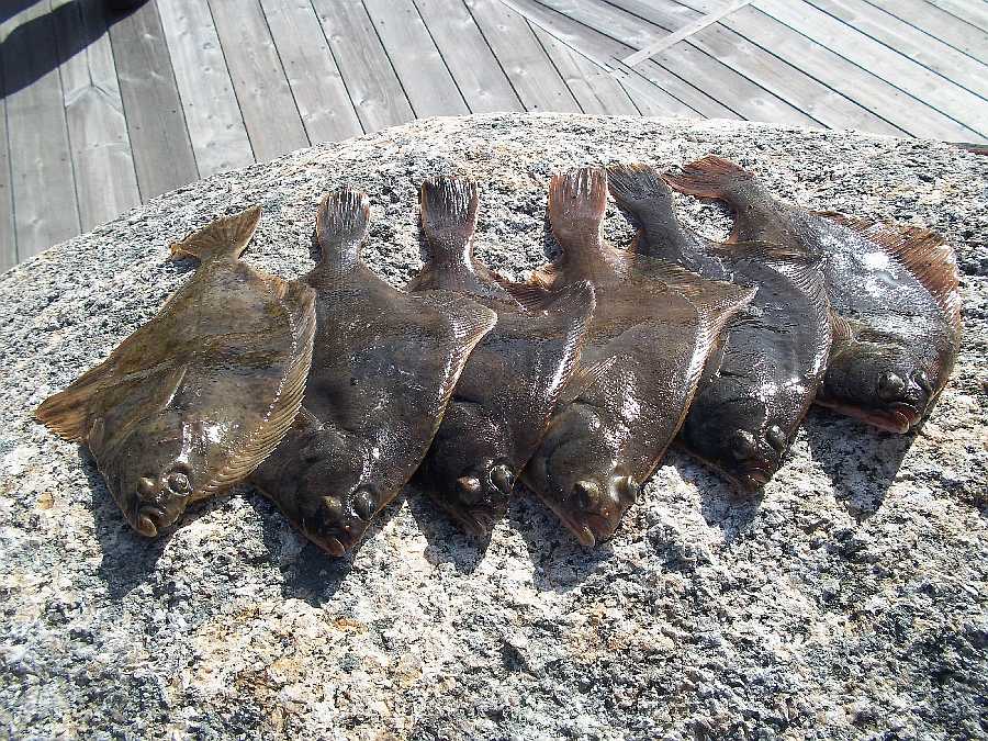 Plattfische kommen in diesem Revier sehr häufig vor.
